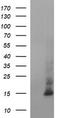 Microseminoprotein Beta antibody, TA803512S, Origene, Western Blot image 