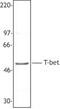 T-box transcription factor TBX21 antibody, LS-C41297, Lifespan Biosciences, Western Blot image 