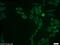 NU antibody, 11175-1-AP, Proteintech Group, Immunofluorescence image 