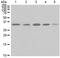 BCL2 Interacting Protein 3 antibody, ab109362, Abcam, Western Blot image 