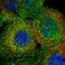 CD298 antibody, HPA048963, Atlas Antibodies, Immunofluorescence image 