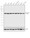 Tubulin Beta 1 Class VI antibody, MA5-16308-HRP, Invitrogen Antibodies, Western Blot image 