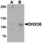 DEAH-Box Helicase 36 antibody, LS-B10068, Lifespan Biosciences, Western Blot image 