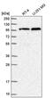 Transportin 3 antibody, PA5-65303, Invitrogen Antibodies, Western Blot image 