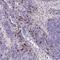 Trinucleotide Repeat Containing Adaptor 6C antibody, HPA022007, Atlas Antibodies, Immunohistochemistry frozen image 