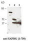 SAP30 Like antibody, TA309844, Origene, Western Blot image 