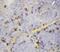 C-X-C Motif Chemokine Ligand 16 antibody, GTX11708, GeneTex, Immunohistochemistry paraffin image 