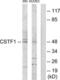 Cleavage Stimulation Factor Subunit 1 antibody, LS-B9941, Lifespan Biosciences, Western Blot image 