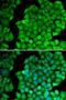 Golgi Membrane Protein 1 antibody, orb333720, Biorbyt, Immunocytochemistry image 