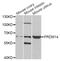 PR domain zinc finger protein 14 antibody, abx004986, Abbexa, Western Blot image 