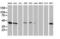 ADP Ribosylation Factor GTPase Activating Protein 1 antibody, LS-C172746, Lifespan Biosciences, Western Blot image 
