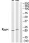 Ras Homolog Family Member H antibody, TA313476, Origene, Western Blot image 