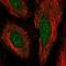 Interferon Related Developmental Regulator 2 antibody, HPA068560, Atlas Antibodies, Immunofluorescence image 