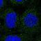Solute Carrier Family 26 Member 4 antibody, NBP1-85237, Novus Biologicals, Immunofluorescence image 