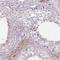 Sperm Associated Antigen 4 antibody, HPA048393, Atlas Antibodies, Immunohistochemistry paraffin image 
