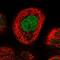 RNA 3'-Terminal Phosphate Cyclase antibody, HPA027982, Atlas Antibodies, Immunofluorescence image 