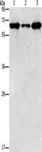 Adrenoceptor Alpha 1A antibody, CSB-PA017442, Cusabio, Western Blot image 