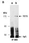 Tet Methylcytosine Dioxygenase 3 antibody, orb67241, Biorbyt, Immunoprecipitation image 