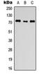 Anoctamin 1 antibody, orb235012, Biorbyt, Western Blot image 