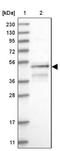 RUN And SH3 Domain Containing 1 antibody, NBP1-81006, Novus Biologicals, Western Blot image 