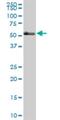 T-Box 21 antibody, H00030009-M10, Novus Biologicals, Western Blot image 