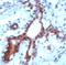 Signal transducer and activator of transcription 5A antibody, ADI-905-556-1, Enzo Life Sciences, Immunohistochemistry frozen image 