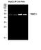TRNA Methyltransferase 11 Homolog antibody, STJ97635, St John