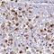 Complement C4A (Rodgers Blood Group) antibody, HPA046356, Atlas Antibodies, Immunohistochemistry frozen image 