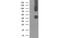 Gephyrin antibody, MBS831175, MyBioSource, Western Blot image 