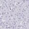 HDGF Like 1 antibody, PA5-61067, Invitrogen Antibodies, Immunohistochemistry frozen image 