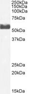 Cytochrome P450 Family 2 Subfamily D Member 6 antibody, abx432571, Abbexa, Western Blot image 