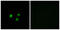 Olfactory Receptor Family 5 Subfamily M Member 9 antibody, GTX87579, GeneTex, Immunofluorescence image 