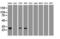 Noggin antibody, LS-C114325, Lifespan Biosciences, Western Blot image 