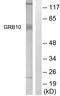 Growth Factor Receptor Bound Protein 10 antibody, LS-C117946, Lifespan Biosciences, Western Blot image 