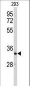 Cysteine Rich With EGF Like Domains 2 antibody, LS-C167032, Lifespan Biosciences, Western Blot image 