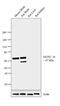 Syntaxin Binding Protein 1 antibody, PA1-742, Invitrogen Antibodies, Western Blot image 