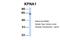 Karyopherin Subunit Alpha 1 antibody, NBP1-54604, Novus Biologicals, Immunohistochemistry frozen image 