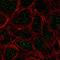 T-box transcription factor TBX6 antibody, HPA062498, Atlas Antibodies, Immunofluorescence image 