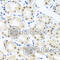 THO Complex 1 antibody, A8179, ABclonal Technology, Immunohistochemistry paraffin image 