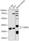 Calcium-binding protein 39-like antibody, GTX66461, GeneTex, Western Blot image 