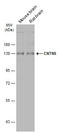 Contactin 5 antibody, GTX121400, GeneTex, Western Blot image 