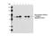 Catenin Beta 1 antibody, 4270S, Cell Signaling Technology, Western Blot image 