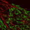 Glutamate Metabotropic Receptor 1 antibody, A03049, Boster Biological Technology, Western Blot image 