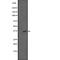 Tribbles Pseudokinase 2 antibody, abx147494, Abbexa, Western Blot image 