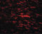 CDGSH Iron Sulfur Domain 2 antibody, LS-B10097, Lifespan Biosciences, Immunofluorescence image 