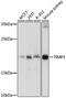 TIMP Metallopeptidase Inhibitor 3 antibody, 14-217, ProSci, Western Blot image 