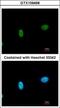 SWI/SNF Related, Matrix Associated, Actin Dependent Regulator Of Chromatin, Subfamily A Like 1 antibody, GTX109468, GeneTex, Immunofluorescence image 