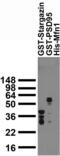 GST antibody, 73-148, Antibodies Incorporated, Western Blot image 
