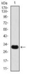 Snail Family Transcriptional Repressor 2 antibody, NBP2-52570, Novus Biologicals, Western Blot image 