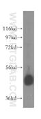 Eukaryotic initiation factor 4A-III antibody, 17504-1-AP, Proteintech Group, Western Blot image 